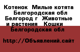 Котенок. Милые котята.  - Белгородская обл., Белгород г. Животные и растения » Кошки   . Белгородская обл.